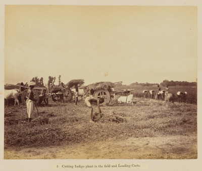 Oscar Mallitte, Cutting Indigo plant in the field and loading carts, 1877. Allahabad, IndiaGetty Museum Collection